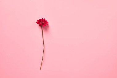 Pembe arka planda kırmızı kasımpatı çiçeği yakın plan.