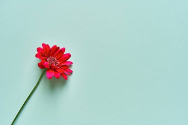 Kibar yeşil arka planda kasımpatı çiçeği.