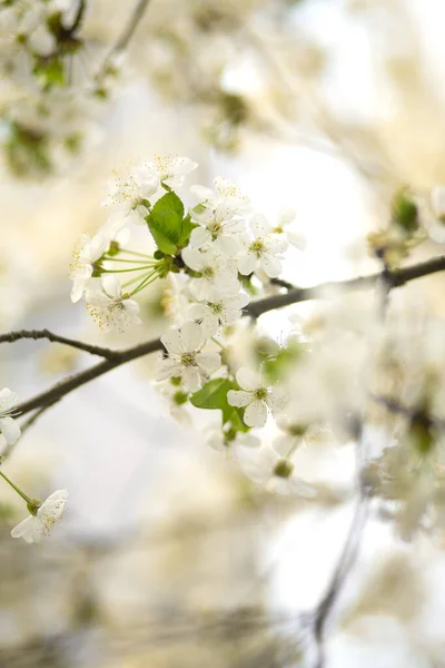 Cseresznyevirág Tavasszal Fehér Virágok Virágoznak — Stock Fotó