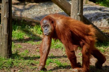Açık hava hayvanat bahçesinde düşünceli orangutanlardan sıkıldık..