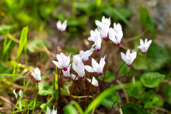 Blooming Cyclamen Flowers Green Spring Grass — Stock Photo, Image