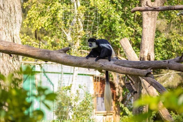 Preto Branco Colobus Macaco Natureza Selvagem Zoológico — Fotografia de Stock