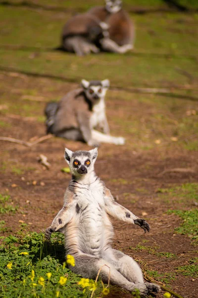 Lemur Sonnt Sich Auf Dem Rasen — Stockfoto