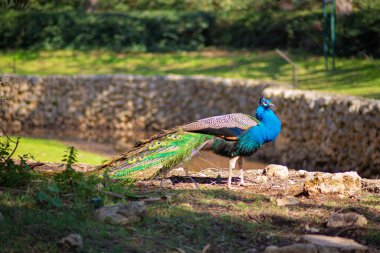 Tavus kuşu doğal ortamında ormanda yürür..