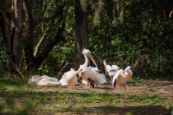 Bando Pelicanos Descansando Prado — Fotografia de Stock