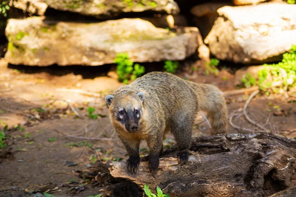 Animal Nosoha Bosque Está Buscando Comida —  Fotos de Stock