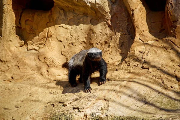 Texugo Mel Aquece Sol Uma Pedra Zoológico — Fotografia de Stock