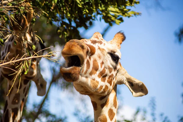 Girafe Vit Dans Zoo Israël Gros Plan Une Girafe Mangeant — Photo
