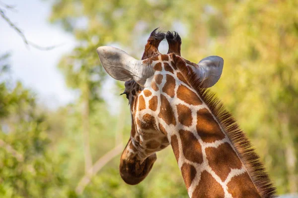 Zürafa İsrail hayvanat bahçesinde yaşıyor. Bir zürafanın yemek yerken yakın plan fotoğrafı.,
