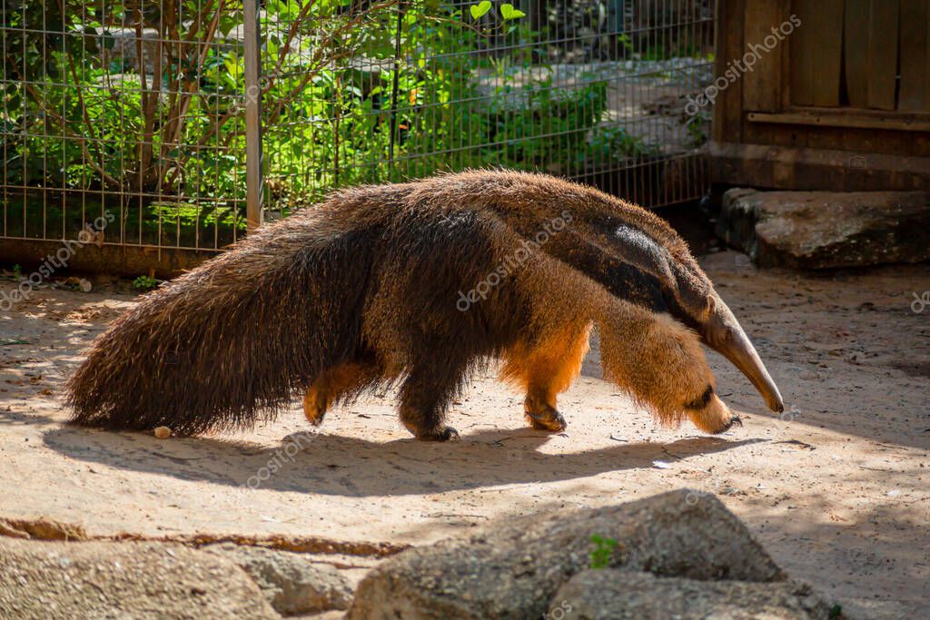 Oso Hormiguero Camina Por Recinto Zoológico — Foto de stock