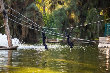 Gorillas have fun in the rope park.