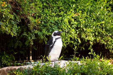 Penguin in a zoo in a warm climate.