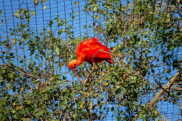 Red Ibis Branch Exotic Bird — Stok Foto