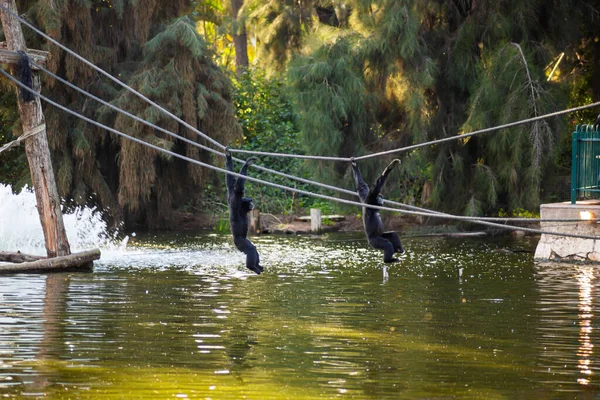 Gorillas Have Fun Rope Park — Foto de Stock