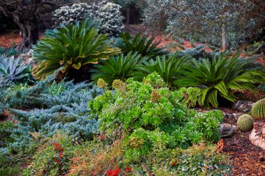 Walk through the botanical garden. View of green plants.
