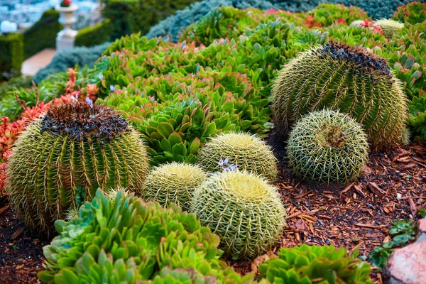 Растения Кактусы Ухоженном Ботаническом Саду — стоковое фото