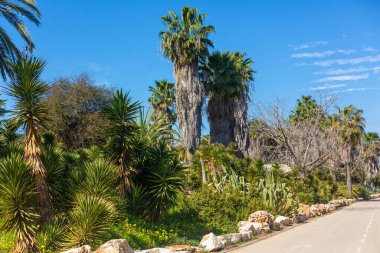 Cactus Valley. Cactus park. Green prickly plants.