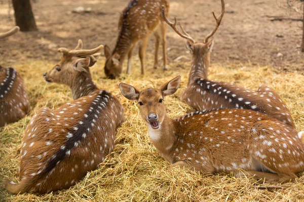 Herd Spotted Deer Resting Safely Zoo — стоковое фото