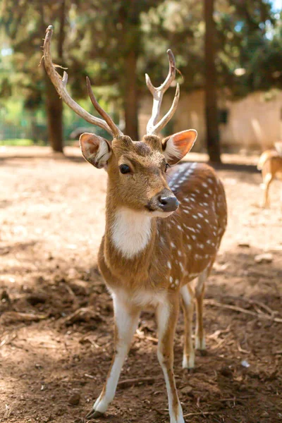 Herd Spotted Deer Resting Safely Zoo — стоковое фото