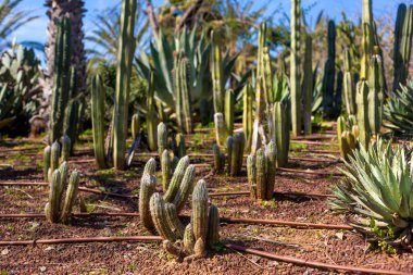 Cactus Valley. Cactus park. Green prickly plants.