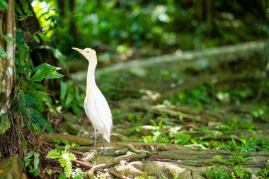Yeşil bir parkta sarı başlı küçük beyaz balıkçıl. Kuş izleme.
