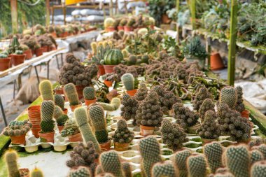 Kaktüs çiftliğinde farklı şekillerde ve türlerde kaktüsler. Ev ve bahçe dekorasyonu için bitkiler.