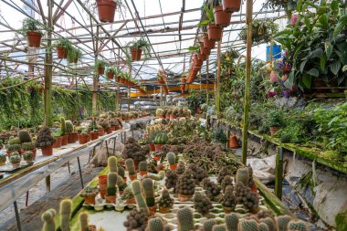 Kaktüs çiftliğinde farklı şekillerde ve türlerde kaktüsler. Ev ve bahçe dekorasyonu için bitkiler.