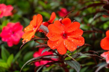 Çiçekçi dükkanında ev ve bahçe için parlak çiçekler.