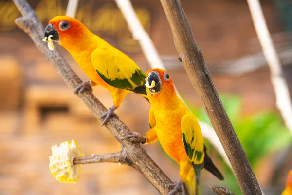 Pair Lovebird Bright Orange Parrots Eating Corn Bird Watching — Stock Photo, Image
