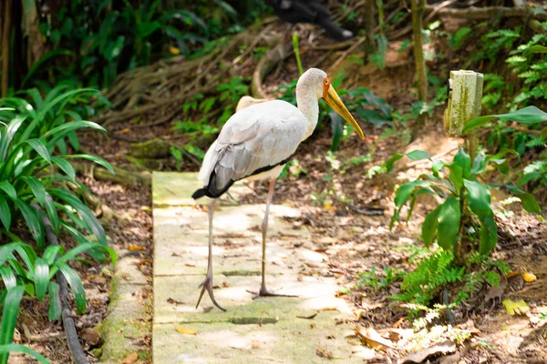 Milk Stork Walks Park Beauty Nature Bird Watching — Stockfoto