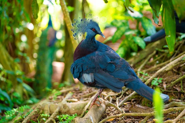 Colombe Couronnée Inhabituelle Dans Parc Vert Nettoie Les Plumes Beauté — Photo