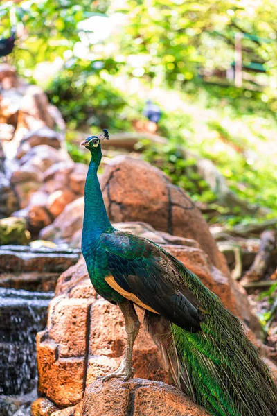 Páv Kráčí Blízko Vodopádu Krásný Půvabný Pták Pozorování Ptáků — Stock fotografie