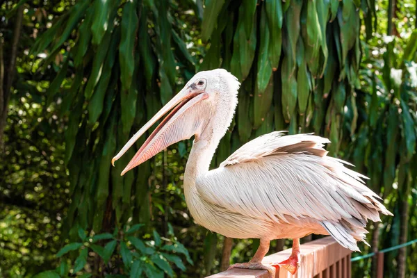 White Pelican Park Sits Fence Close Bird Watching — Stock Photo, Image