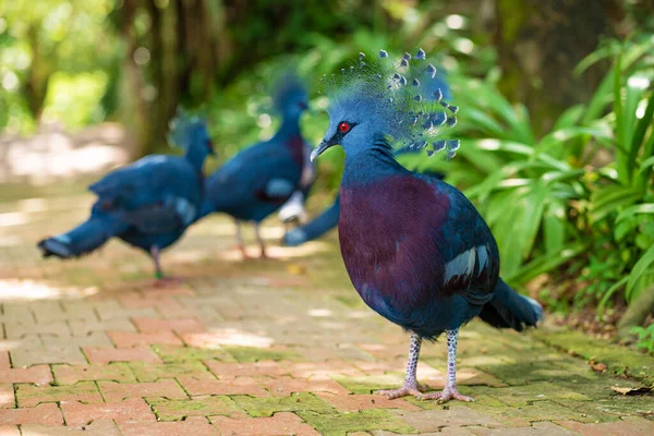 Zeleném Parku Prochází Hejno Holubů Korunou Krása Přírody Pozorování Ptáků — Stock fotografie