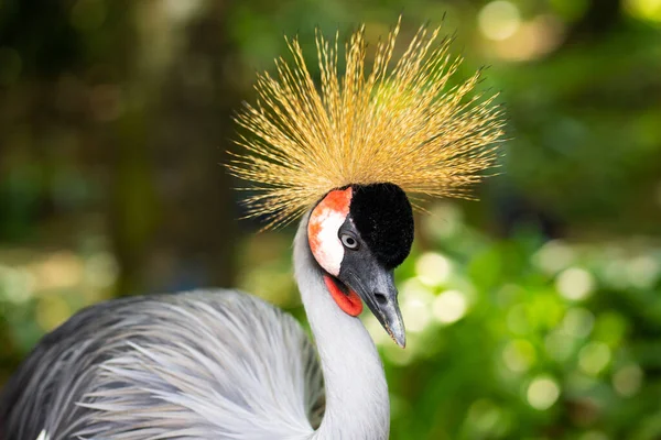 Crowned Crane Loopt Langs Een Pad Een Groen Park Vogelspotten — Stockfoto