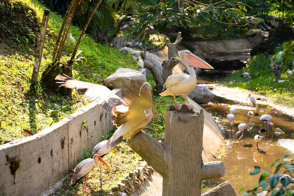 Uno Stormo Pellicani Bianchi Che Vivono Parco Uccelli — Foto Stock