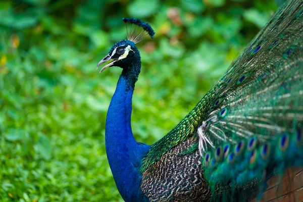 Mooie Goed Verzorgde Pauw Pluizig Een Prachtige Staart Flirt Met — Stockfoto