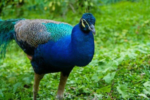 Beau Paon Soigné Promène Dans Parc Aux Oiseaux Verts — Photo