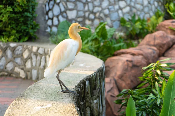 小さな白いサギが公園を歩いて食べ物を探しています — ストック写真