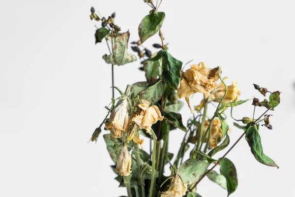 Bukiet Zwiędłych Kwiatów Białym Tle — Zdjęcie stockowe