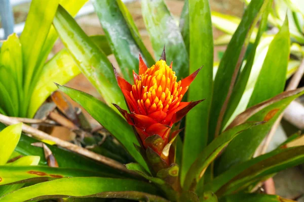 Bela Flor Vermelha Guzmania Close — Fotografia de Stock