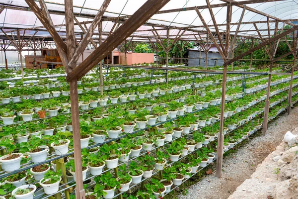 Półki Doniczkowe System Nawadniania Farma Truskawek Malezji — Zdjęcie stockowe