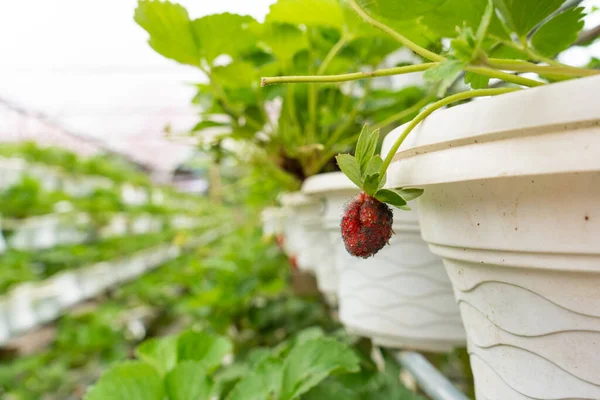 Fresas Maduras Colgando Una Olla Invernadero Una Granja Fresas — Foto de Stock