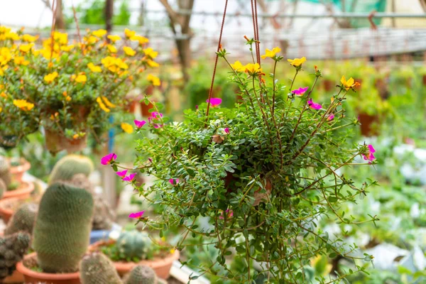 Granja Plantas Industriales Tienda Invernaderos Con Diferentes Plantas — Foto de Stock