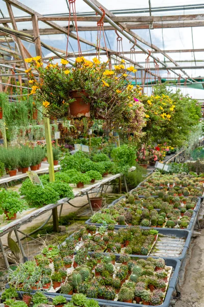 Kaktusy Różnych Kształtach Rasach Farmie Kaktusów Rośliny Wystroju Wnętrz Stoczni — Zdjęcie stockowe