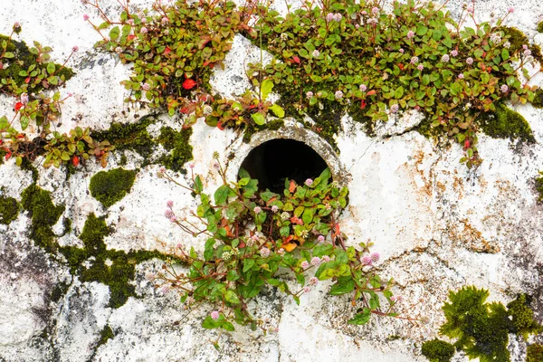 Muralla Piedra Blanca Cubierta Musgo — Foto de Stock