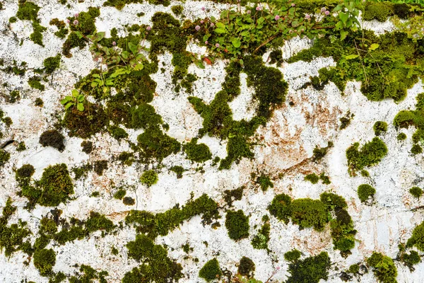 Parede Pedra Branca Coberta Com Musgo Perto — Fotografia de Stock