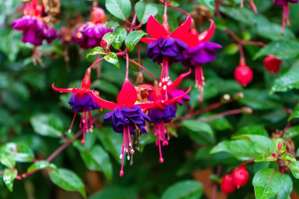 Vibrant color saturated fuchsia hybrida in a flower park.