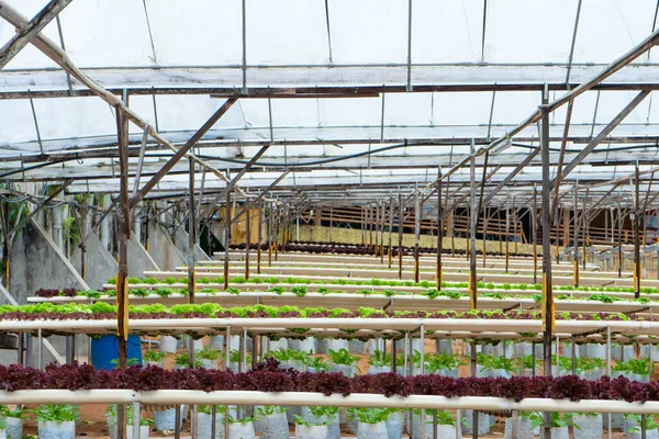 灌漑システムとサラダを栽培するための近代的な温室 栽培植物の産業規模 — ストック写真