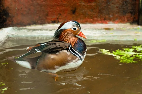 Mandarínská Kachna Nebo Aix Galericulata Ptačí Farmě — Stock fotografie